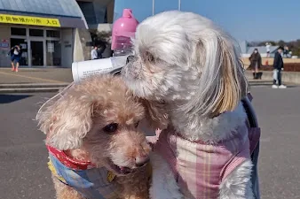 カートに乗って、ふたりでおでかけ