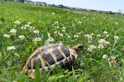 白い花の草地を、のっそりお散歩