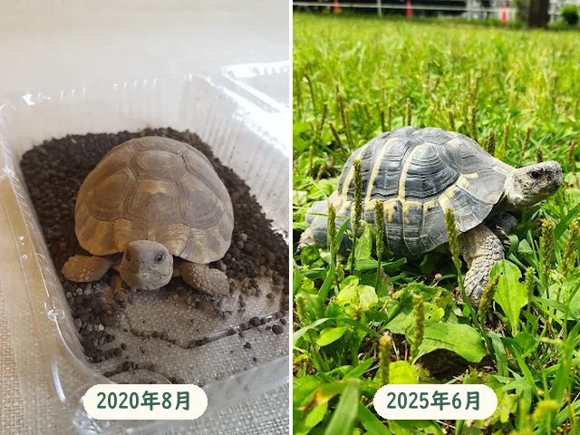 ヘルマンリクガメのタル吉の成長。2020年8月の小さなころと、2025年6月に芝生を歩く姿