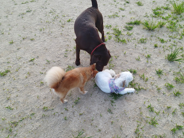 他の犬に囲まれるあんず