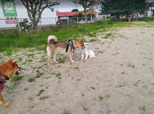 犬がリードを外して思いきり走り回る様子