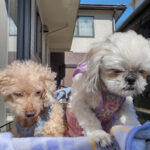多頭飼いってこんなに癒される！？トイプードルとシーズーの“シンクロ日常”にほっこり