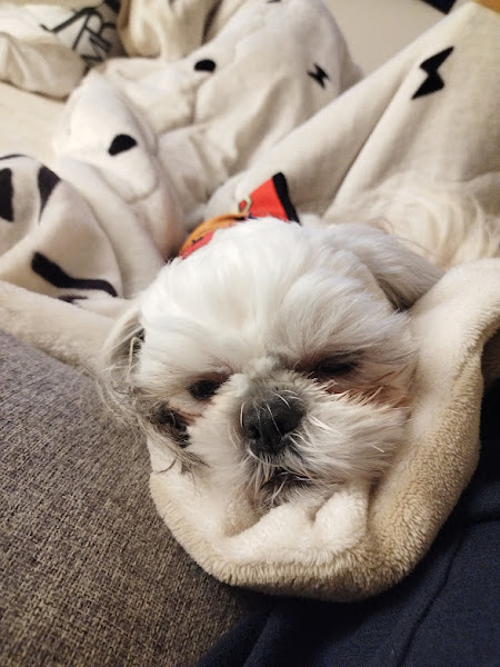 ブランケットに包まれて眠る白いシーズー犬。安心した表情でソファに寄り添っている