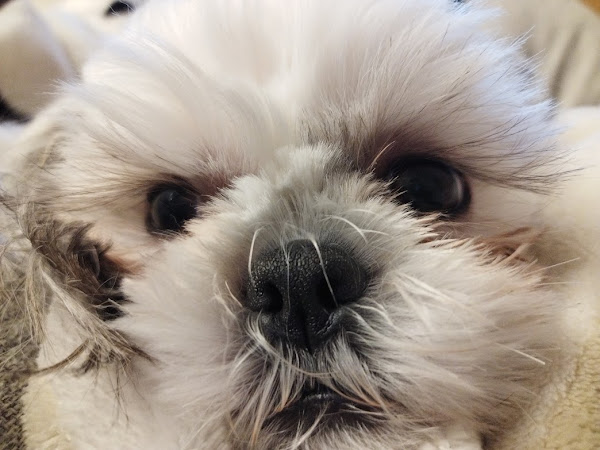 アップで映る白いシーズー犬の顔。毛布にくるまりながら優しい目でこちらを見つめている