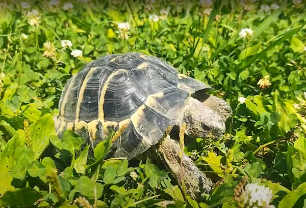 クローバーとオオバコが生える草むらを歩くヘルマンリクガメのタル吉