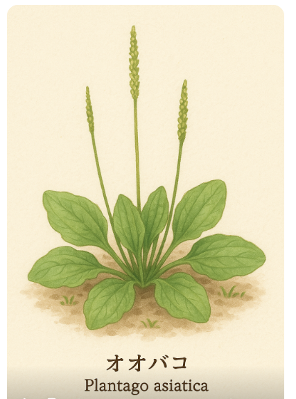 リクガメの餌として人気の雑草オオバコ(Plantago asiatica)のイラスト。広がった楕円形の葉と長い花穂が特徴。