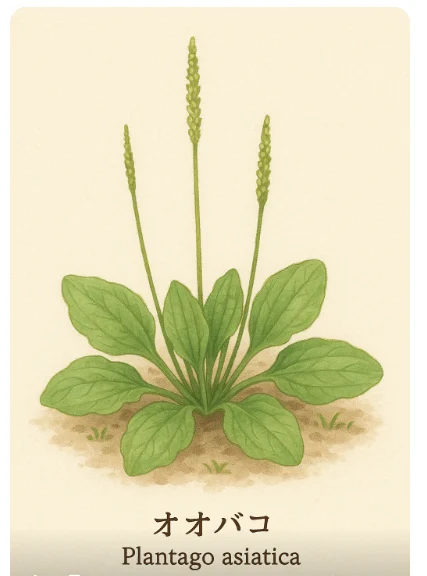 リクガメの餌として人気の雑草オオバコ（Plantago asiatica）のイラスト。広がった楕円形の葉と長い花穂が特徴。