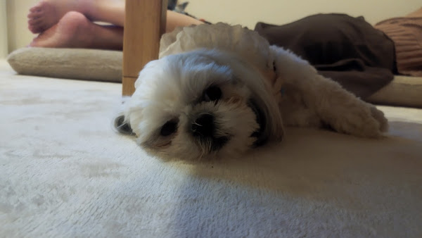 白いシーズー犬がテーブルの下でリラックスしながら横になっている様子。落ち着いた寝姿が印象的