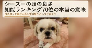 シーズーの頭の良さは?知能ランキング70位の本当の意味と、あんずの賢い行動