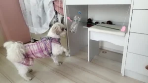 犬に知育玩具って必要?手作りおやつマシン&市販おもちゃを徹底レビュー|シーズーのリアル体験談付き!