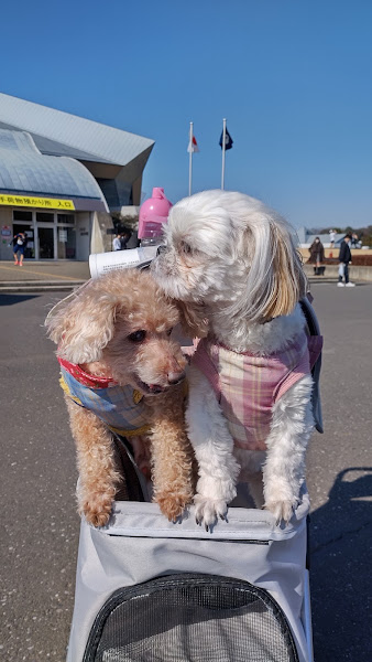 カートに仲良く乗るトイプードルとシーズー。多頭飼いのやさしい時間