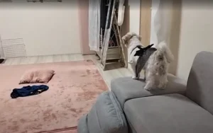 犬は本当に時間がわかるの?家族の帰宅を察知する“しっぽの奇跡”とは
