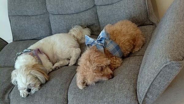 穏やかに寄り添って眠る老犬とシーズー。家族の時間