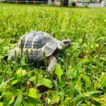 草だけでここまで!?5歳になったリクガメ・タル吉の成長記録