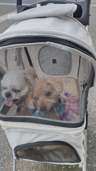 老犬のトイプードルと寄り添うシーズー。カートの中で穏やかに過ごす二匹