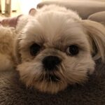 シーズーのお留守番 — 18時半から飼い主を待つあんずの一日