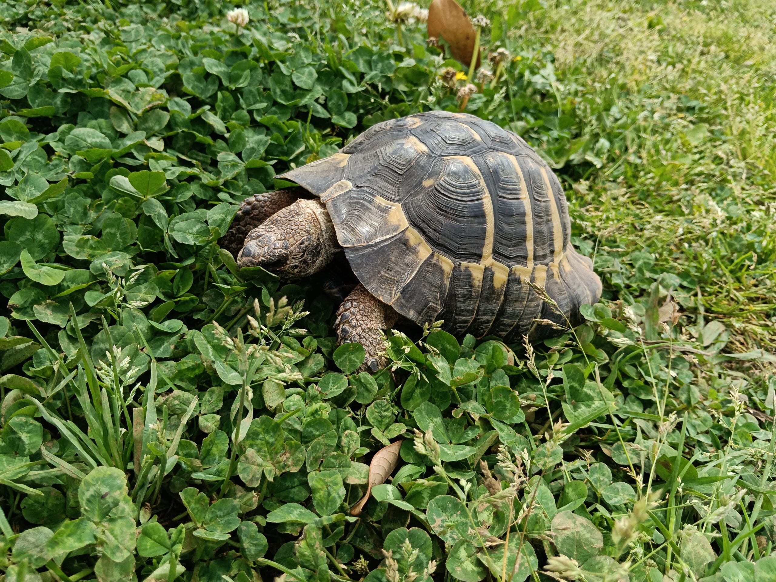 ヘルマンリクガメのタル吉がクローバーに顔を近づけて食べているアップ写真