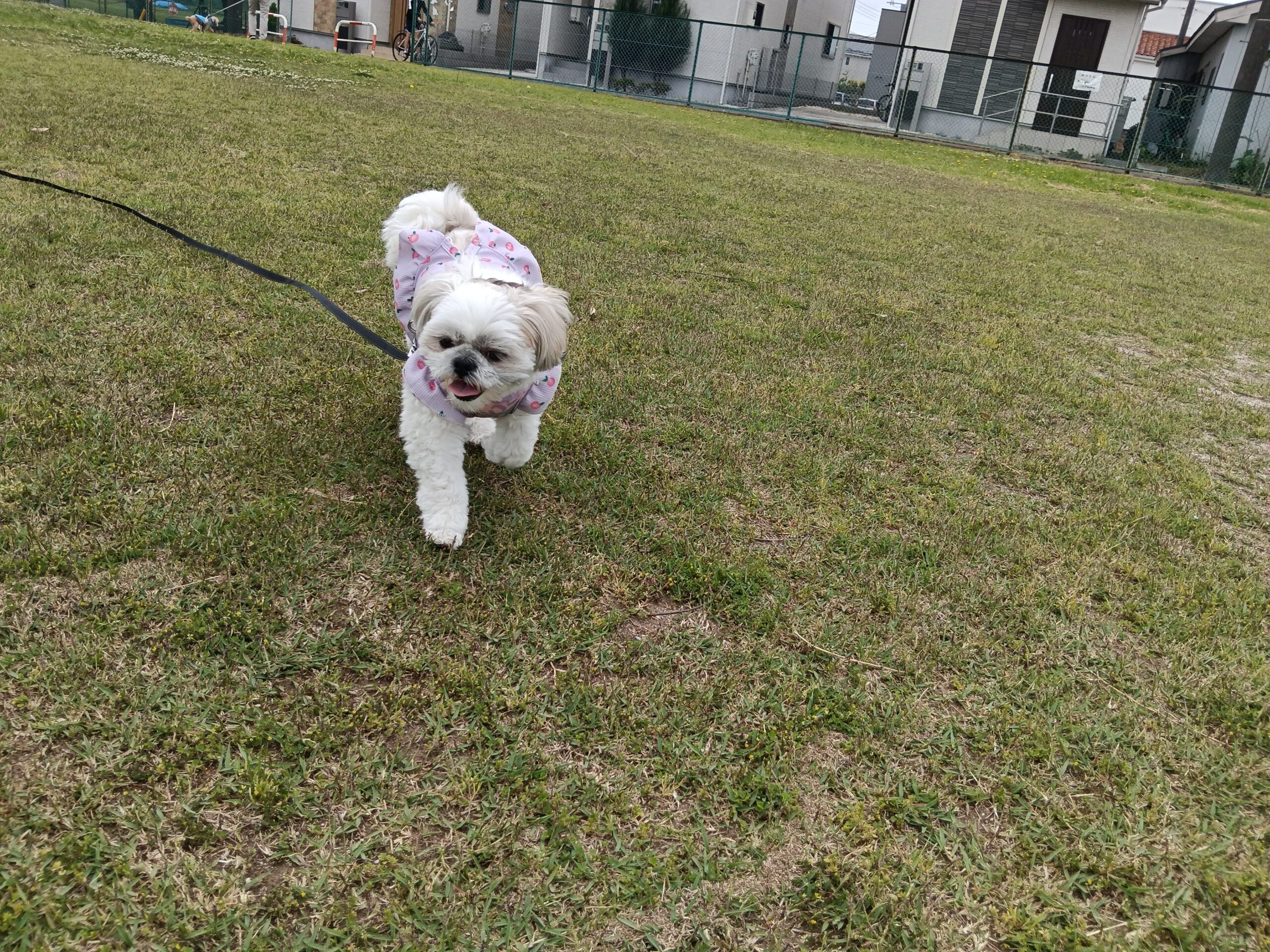 シーズーのあんずがリードをつけながら芝生を走ってカメラに近づいてくる様子