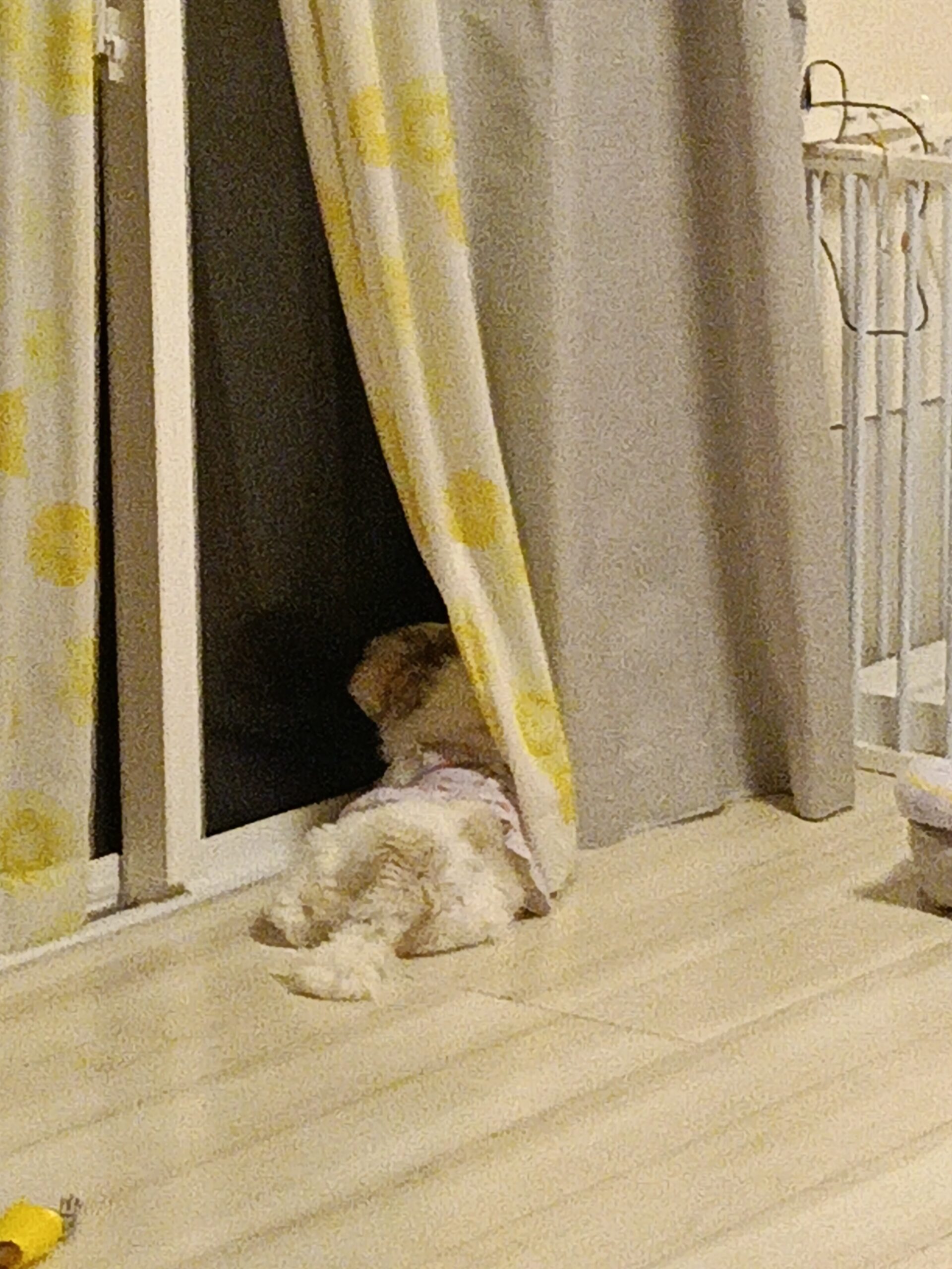 シーズーのあんずがカーテンの隙間から外を見張っている — シーズー 飼い主 帰宅待ち 健気