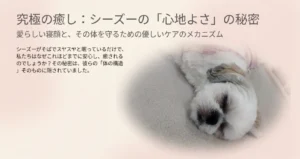 とろけるあんずの寝姿に夢中｜シーズーの柔らかい体と抱き心地を守る健康ケア