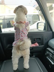 スーパーに連れてきたら窓から大アピール!車でお留守番のあんずが切なかわいすぎた