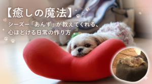 シーズーあんずの癒し空間｜衣装コーデでソファに鎮座する小さな女王様の日常