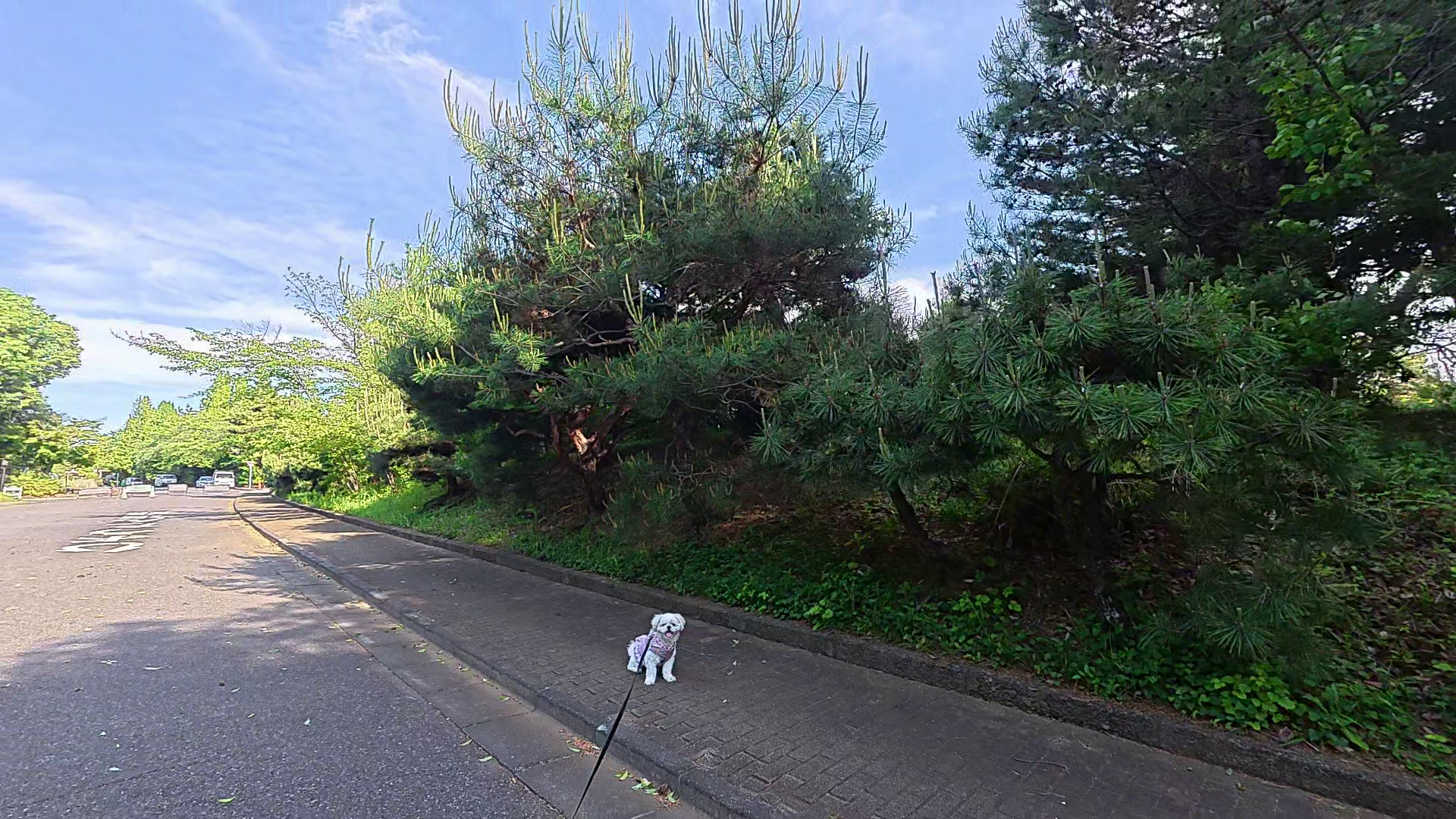 八柱霊園の緑道を元気に歩くシーズーあんず - 夏の犬の散歩スタート