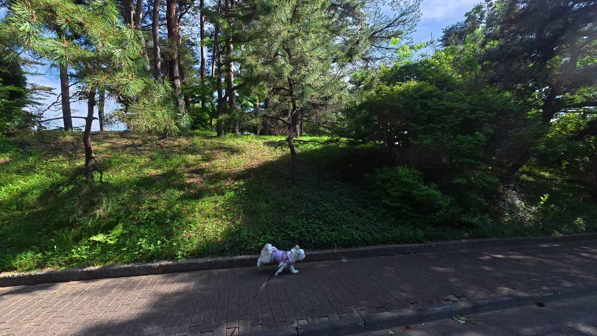 八柱霊園の木陰エリアを歩くシーズーあんず - 夏の犬の熱中症対策と日陰休憩