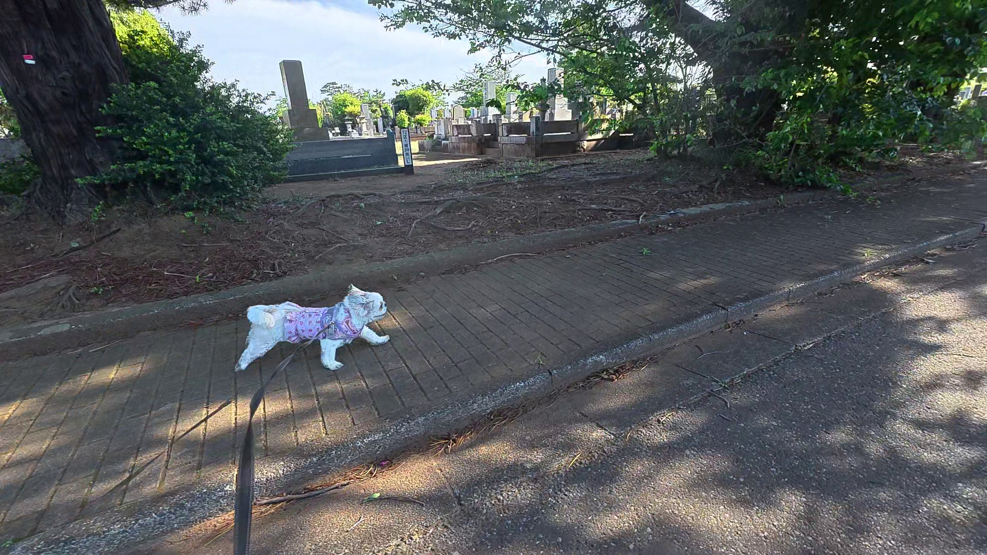 八柱霊園の木陰道を全力疾走するシーズーあんず - ゴール前ダッシュ