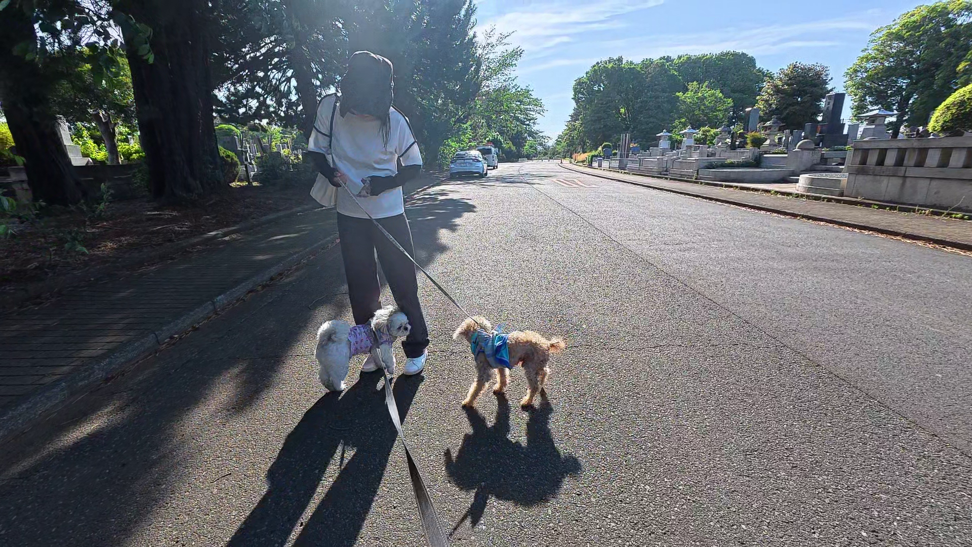 八柱霊園の散歩道でシーズーあんずとトイプードルレオとハルが並ぶ - 犬2匹の仲良し散歩