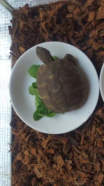食べムラ期のタル吉