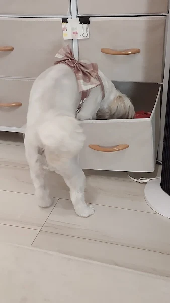 引き出しを開けるシーズー