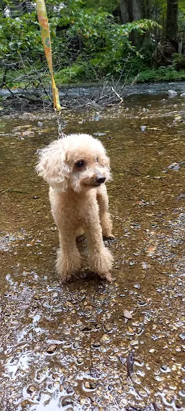 冒険好きな犬・レオ