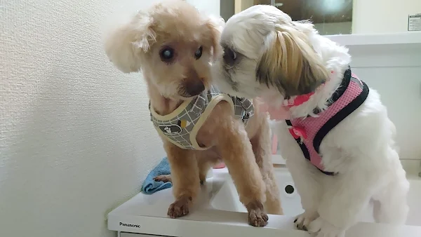 老犬と若犬の共存
