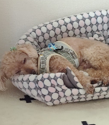 新しい家族がやってきた日