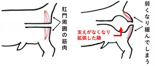 手術を乗り越えたレオ