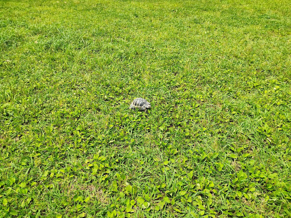 公園で日光浴と草を食べるリクガメのタル吉