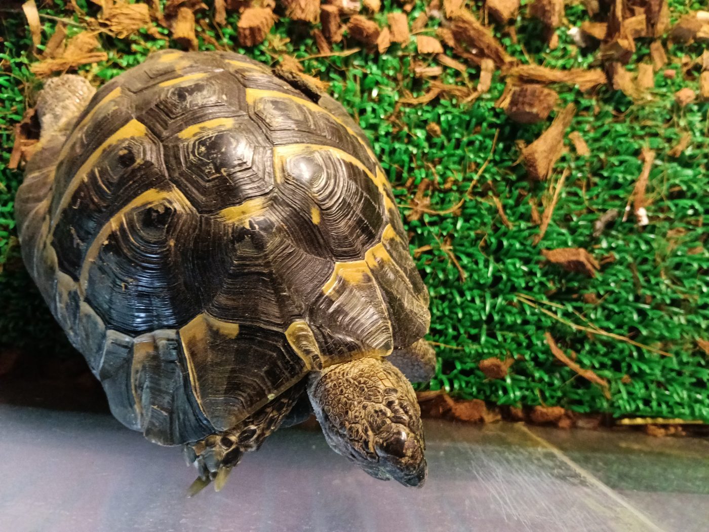 プラスチックの人工芝とヤシガラ床材の上にいるヘルマンリクガメのタル吉を上から見た様子 - リクガメの床材と100均の人工芝