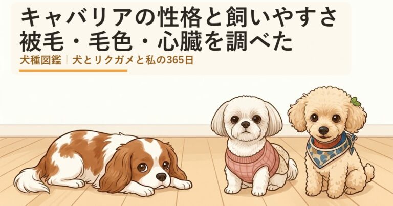キャバリア