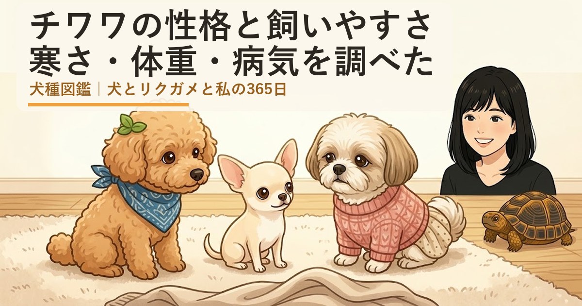 チワワとシーズーのあんず、トイプードルのレオが並ぶイラスト（チワワの性格と飼いやすさ）