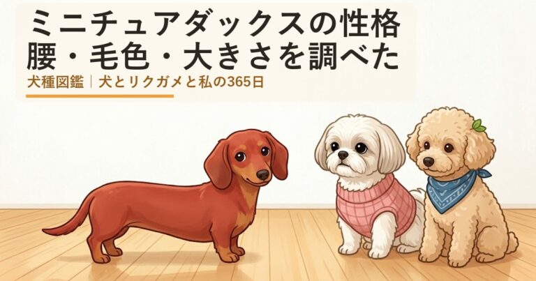ミニチュアダックス