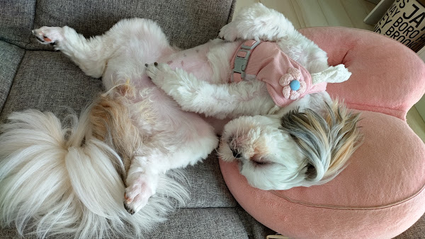 へそ天ポーズで寝る犬の姿