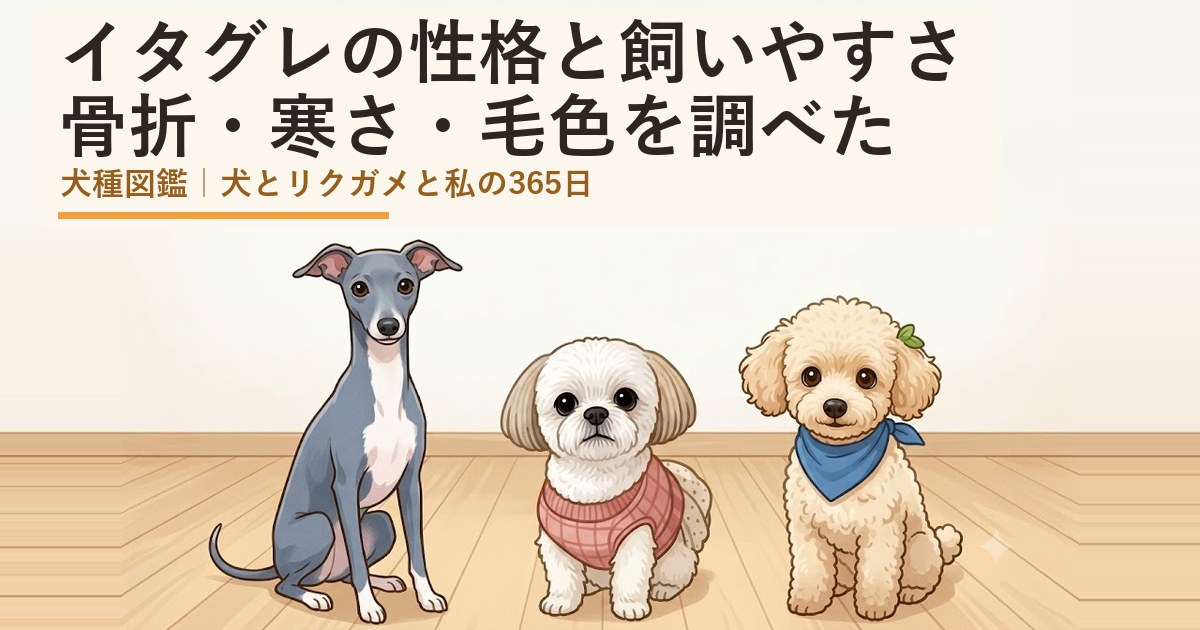 イタリアン・グレーハウンドとシーズーのあんず、トイプードルのレオが並んで座っているイラスト