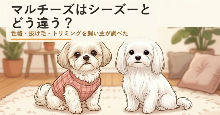 マルチーズ