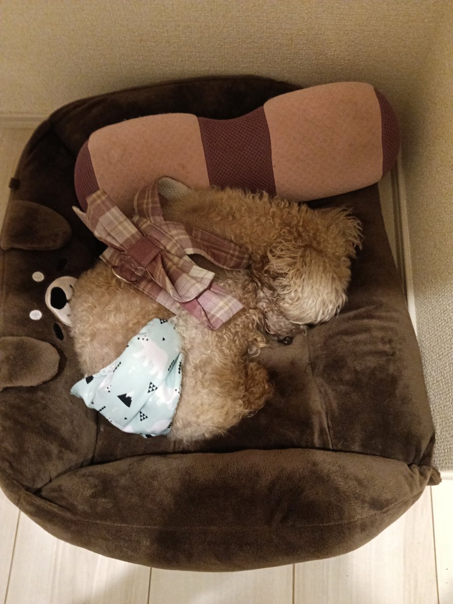くまの顔の形をした茶色いペットベッドで、チェック柄のハーネスをつけて丸くなって眠るトイプードルのレオ - 犬の寝床の好み