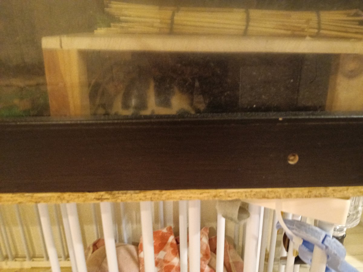 ケージの中の木の小屋の奥で、甲羅だけが見えているヘルマンリクガメのタル吉 - リクガメの寝床