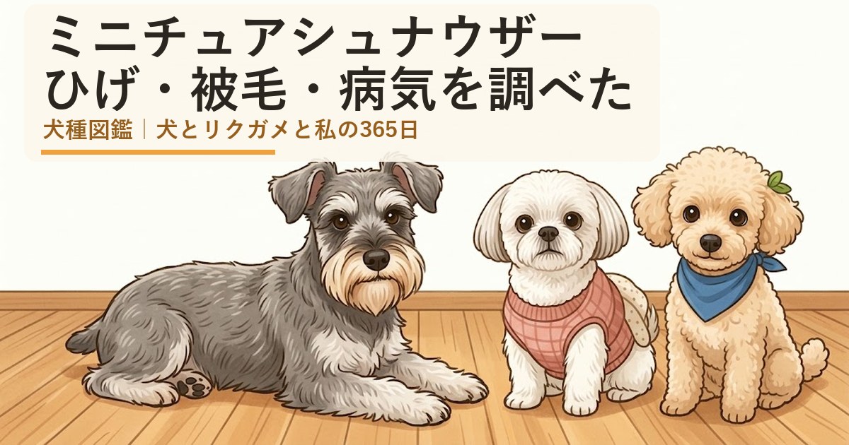 ミニチュアシュナウザーとシーズーのあんず、トイプードルのレオが並ぶイラスト（ミニチュアシュナウザーの性格と飼いやすさ）