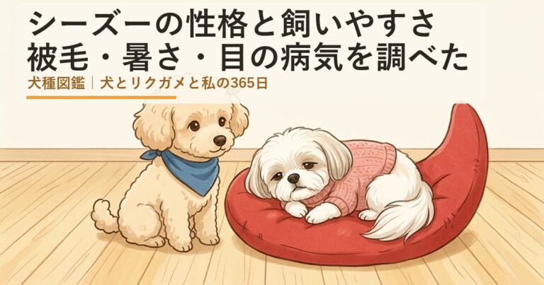 シーズー