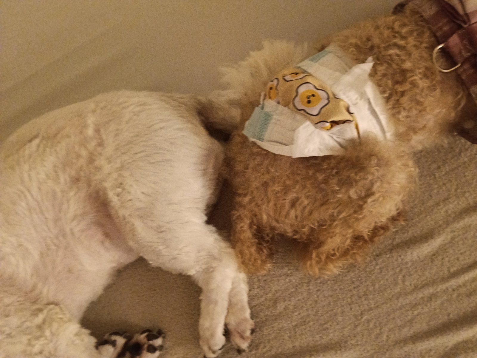 卵柄のおむつをつけたトイプードルのレオと、背中合わせでくっついて眠るシーズーのあんず - シニア犬のおむつと多頭飼い