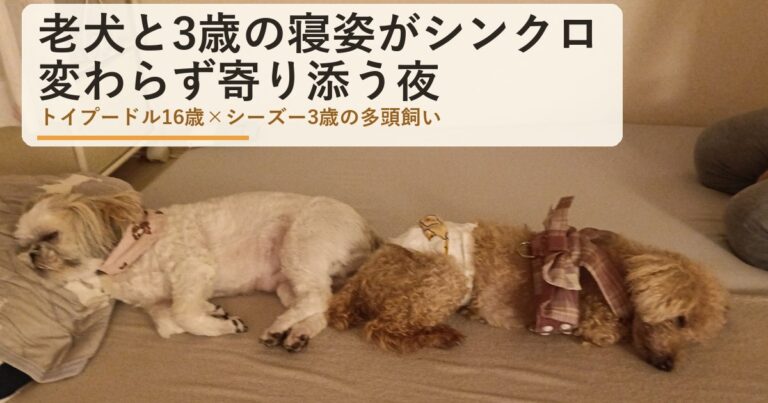 老犬レオと3歳あんずの寝姿がシンクロ